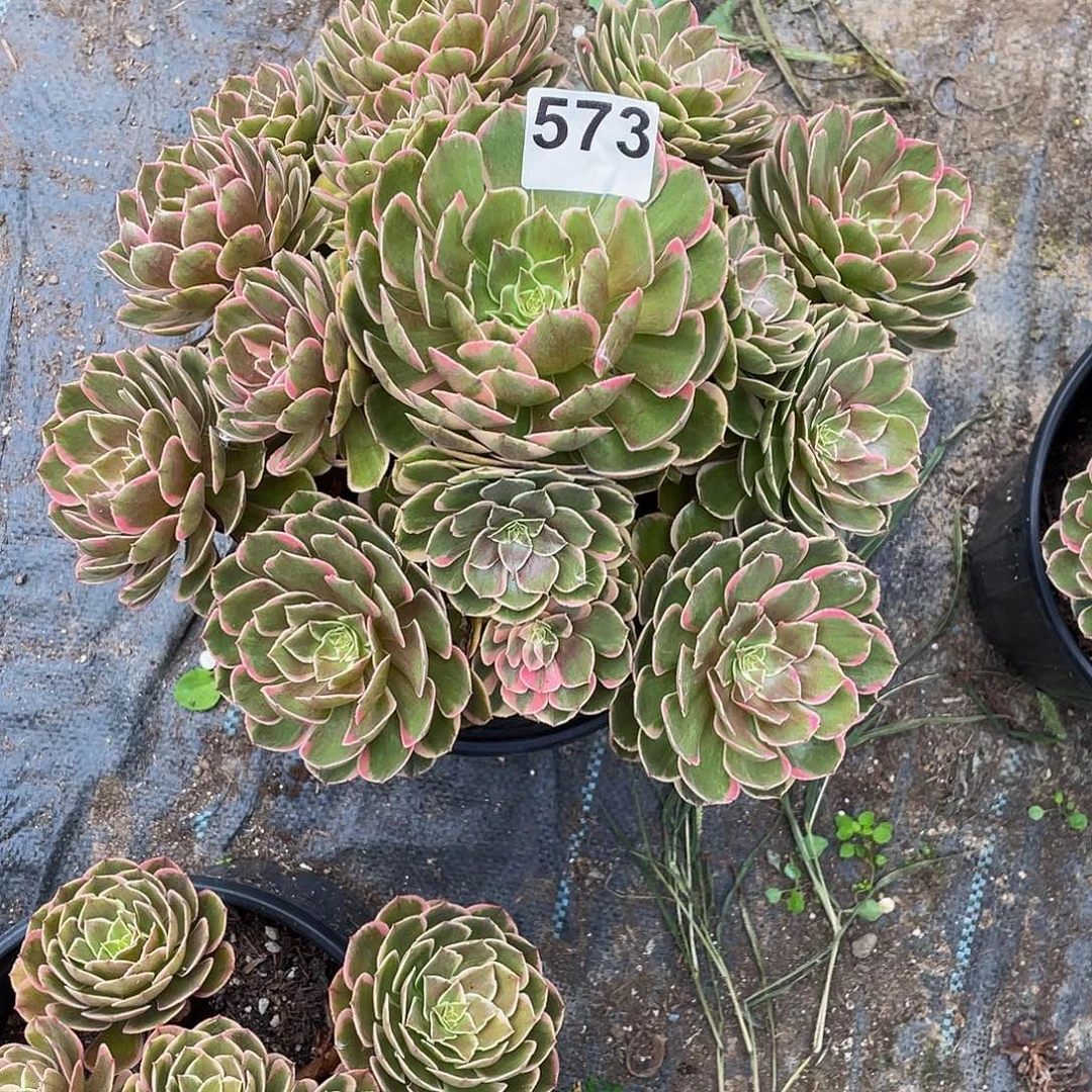 多肉法师573号粉花妖发货不包损