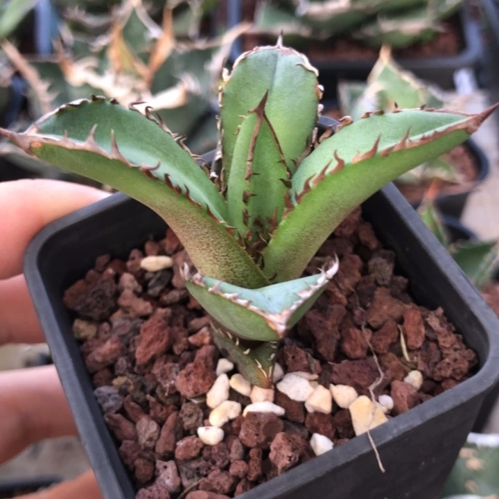 龙牙仁王冠龙舌兰