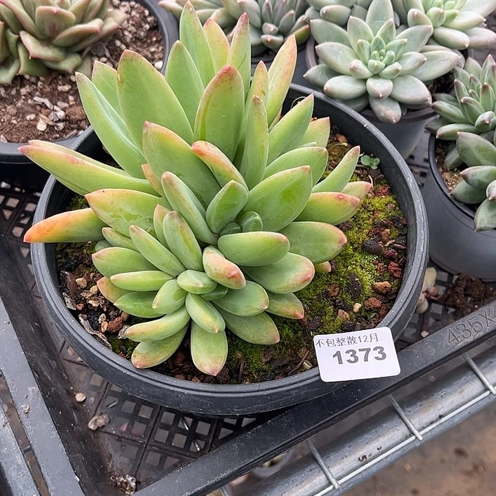 阿雅园艺。       1373海洋之歌