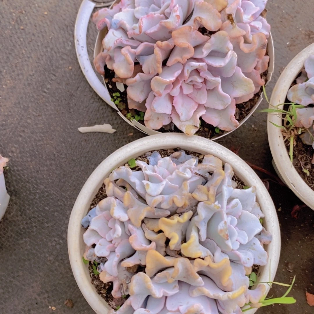 白饺子皮多头群生两盆