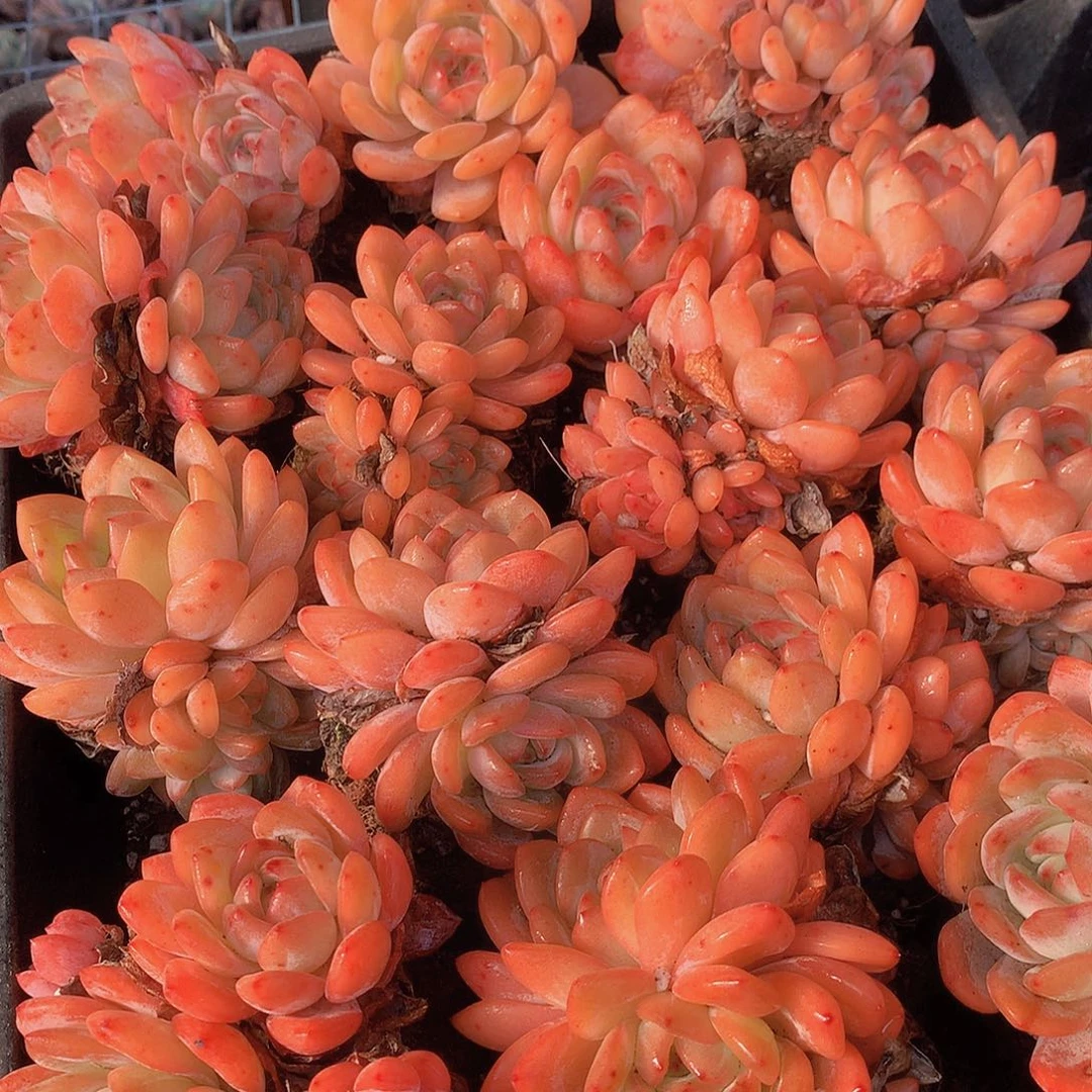 两颗全明星3566889990000