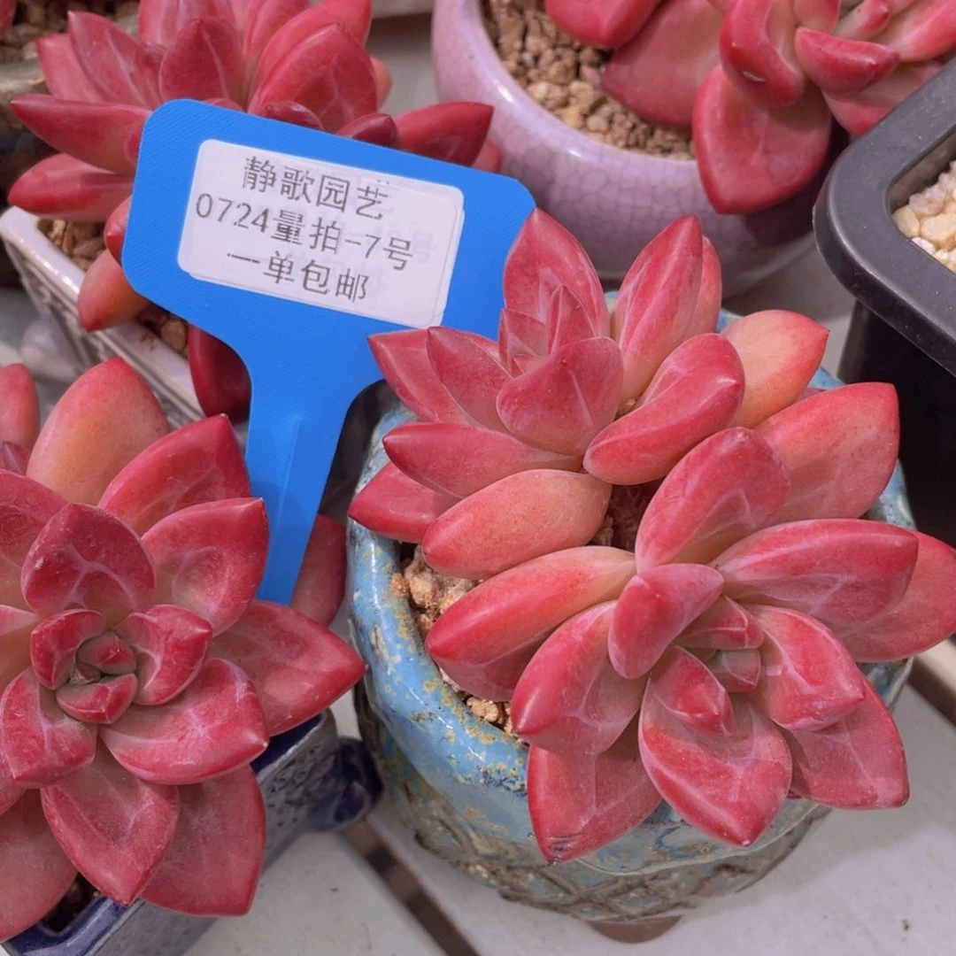 0724-7-精控赫菲斯托双头一颗量拍