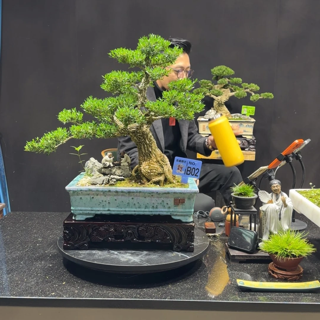 以实际为准黄杨室内室外盆景艺术