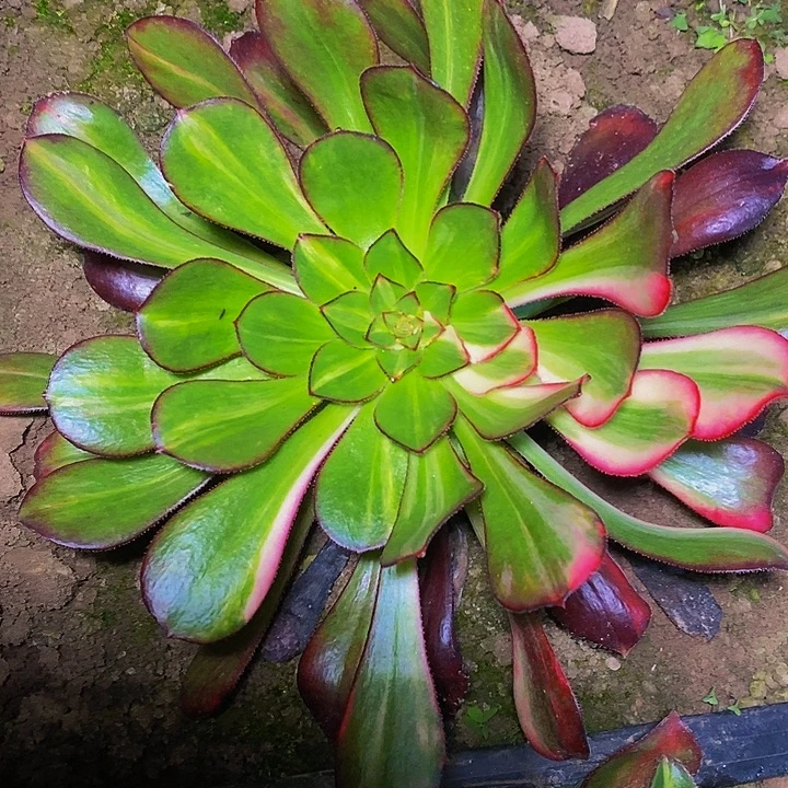 花蝴蝶法师多肉植物