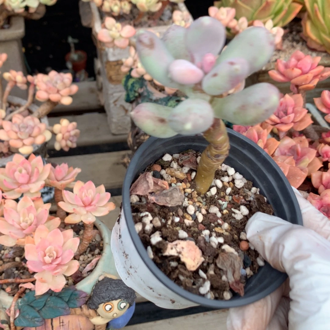 小屁桃奶酪多肉小屁桃