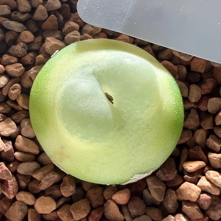 A547.  优选四年1200拉登。 1.7尺寸。