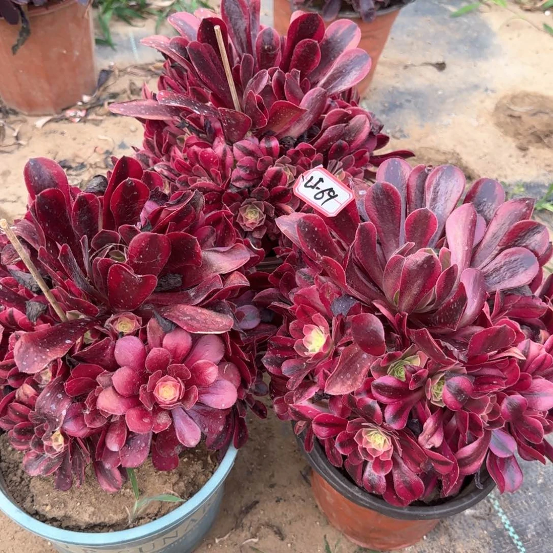 25-69美杜莎亮牌5.88一个多肉植物