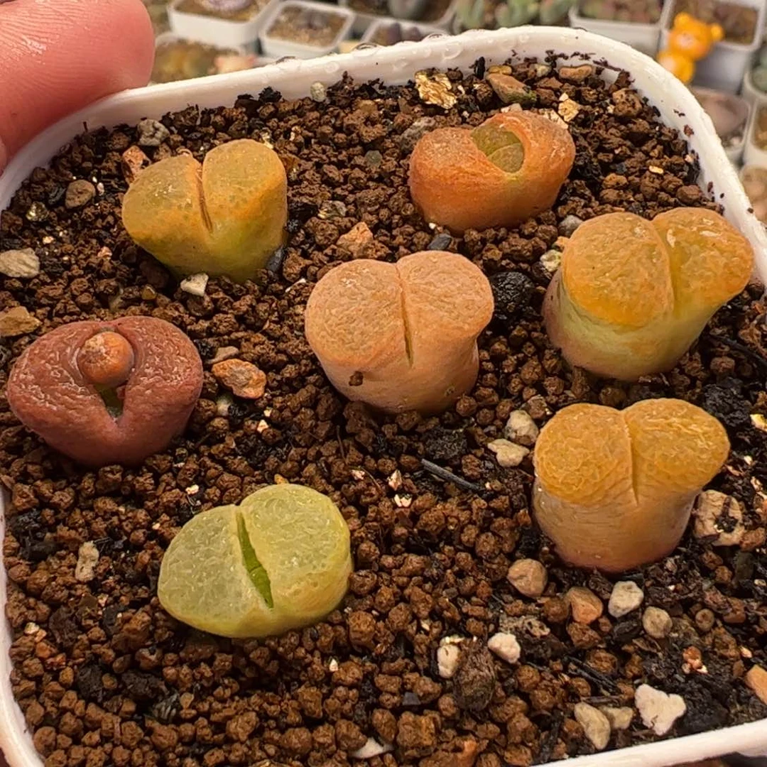 016多肉植物百科