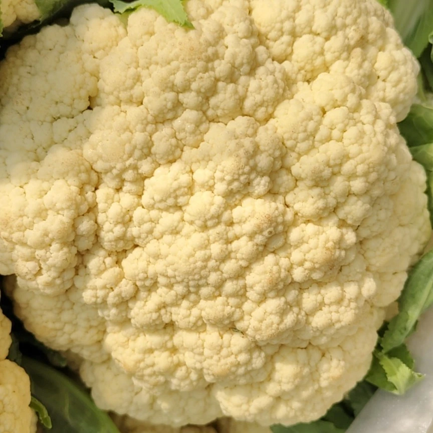 农家新鲜当季紧实花椰菜有机老式白花菜