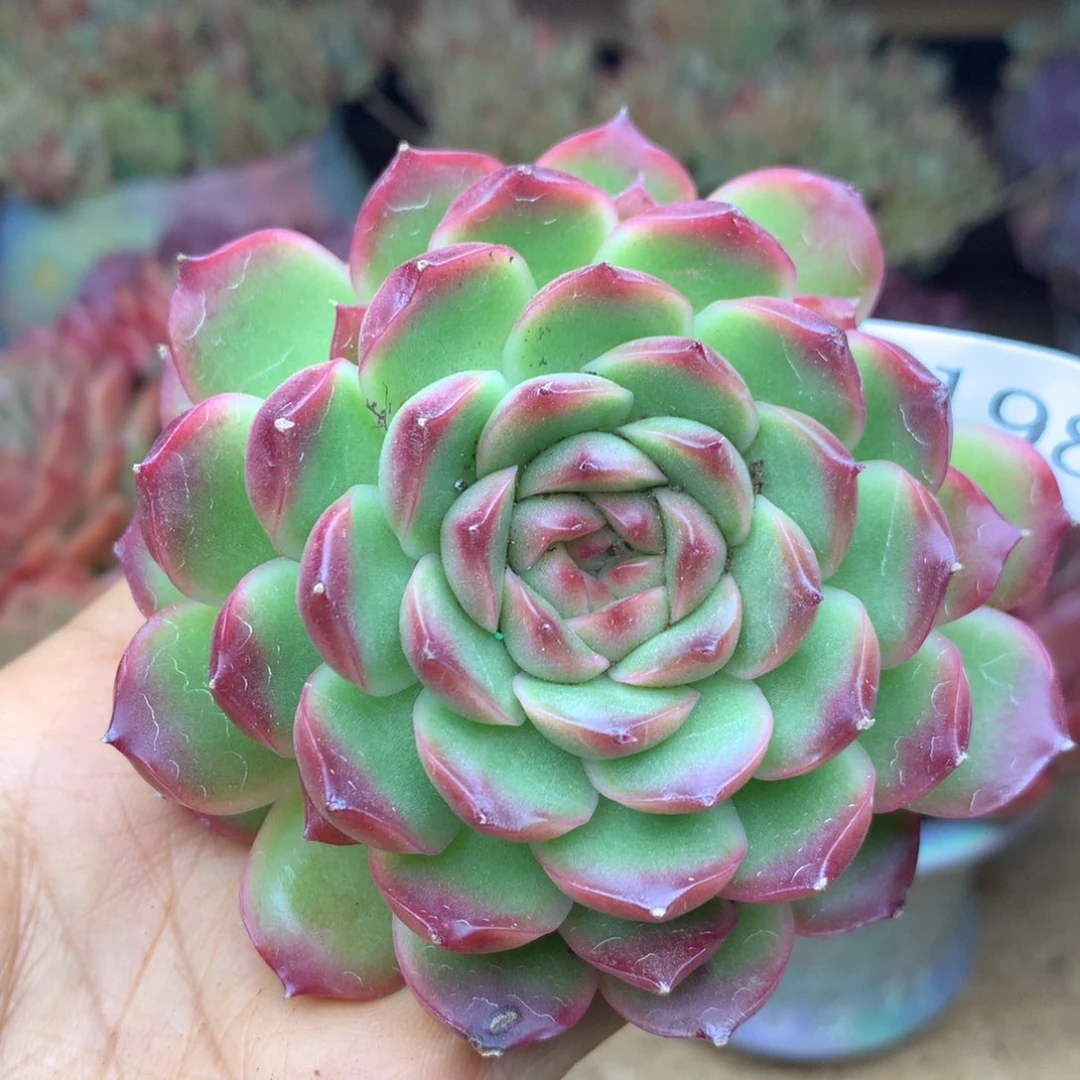 3198杂交精品基地9厘米