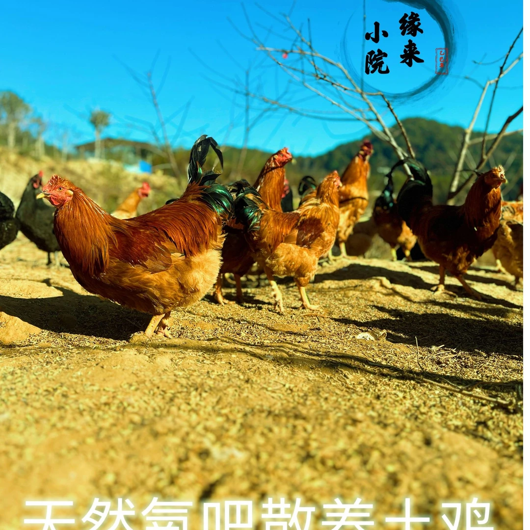 氧吧  生态散养300天以上阉鸡 净重3.5-3.8斤左右  顺丰包邮