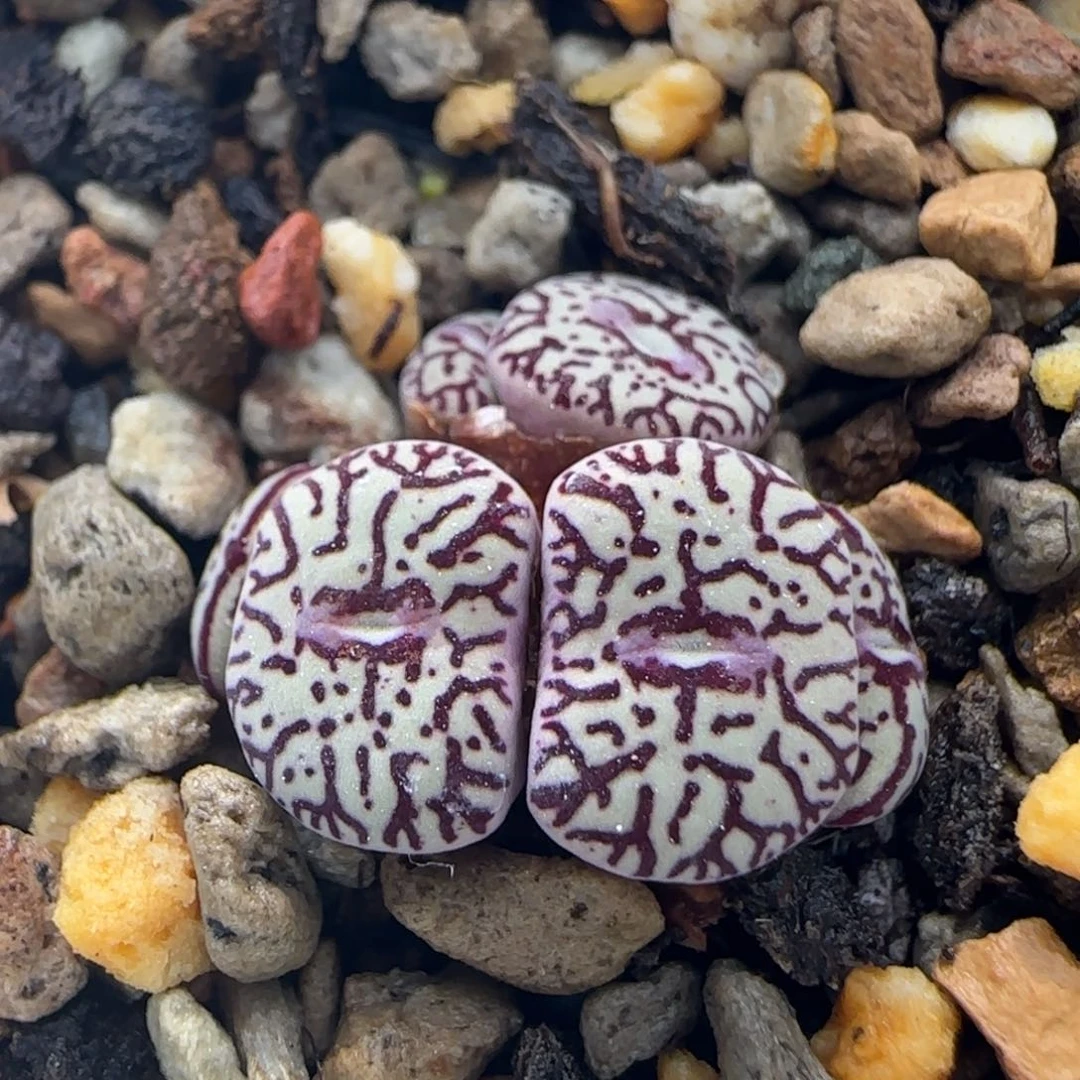 5-11-1-1当天满38包邮白底墨母本脱土