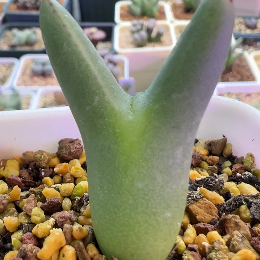 优选皮卡丘 肉锥植物