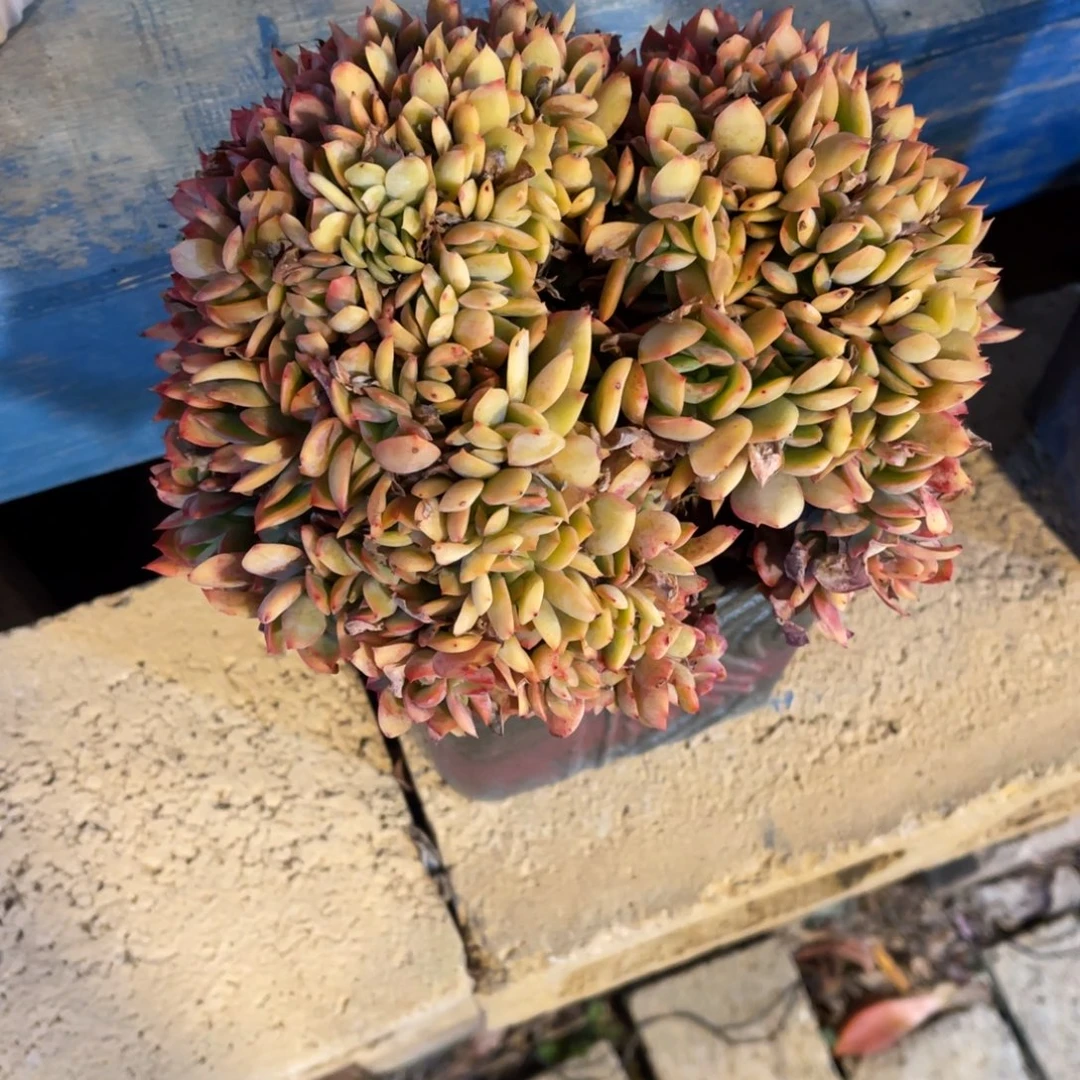 群生绮罗缀裸根发货