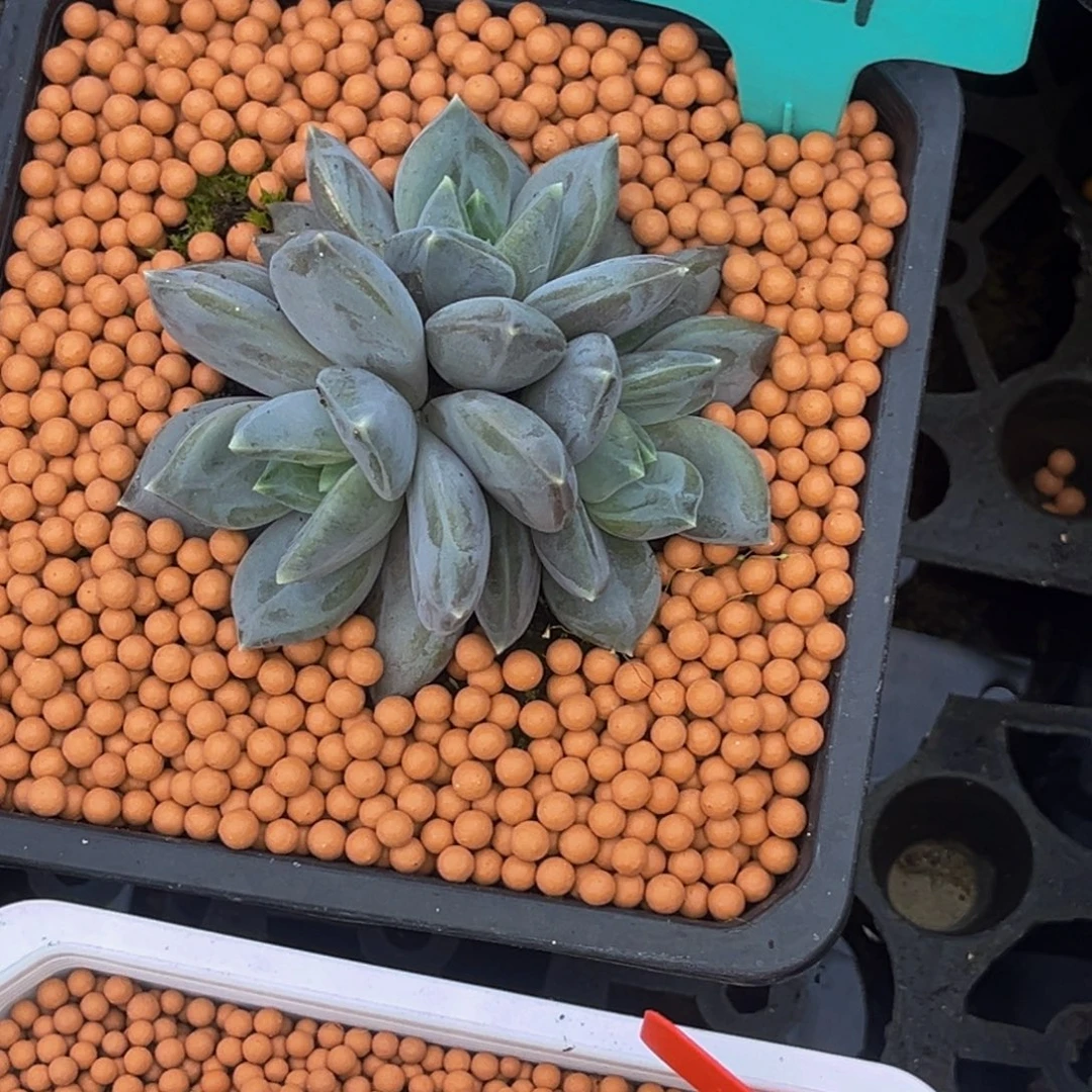 是***阿3621号早上多肉植物群生