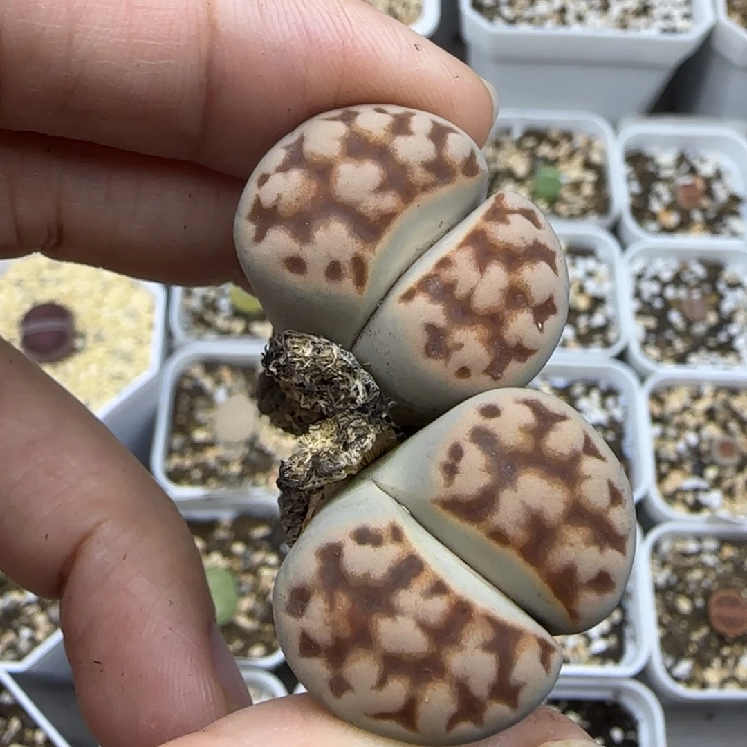329大双头清框福利30包邮