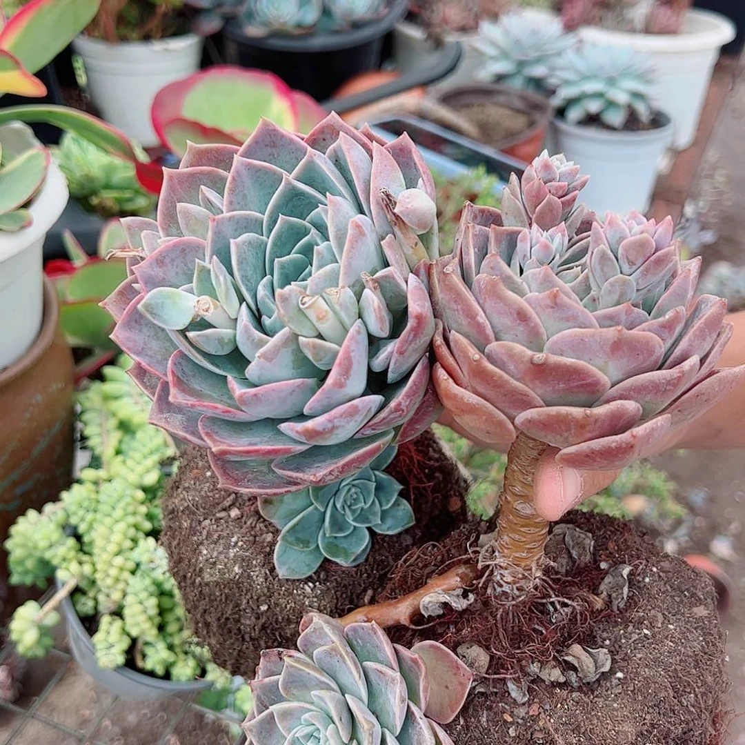 2盆原始哈利沃森