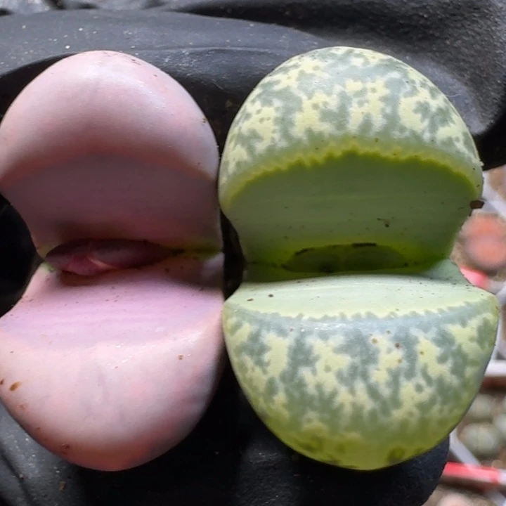 生石花111111。  136