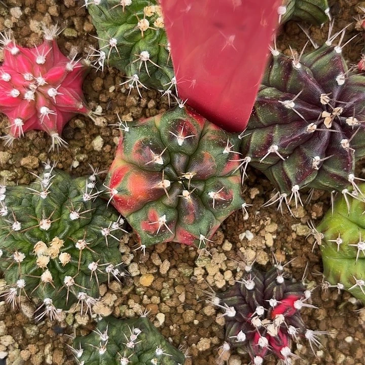 656-0611泰国发货