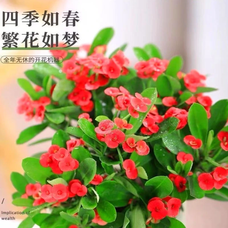 3盆（铁海棠带花发货）虎刺梅四季开花植物盆栽花苗