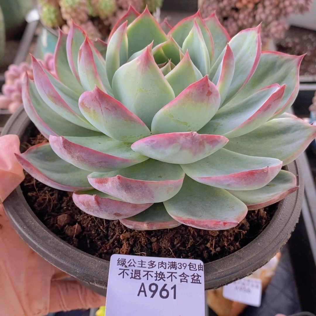 惊鸿仙子13cm961多肉植物