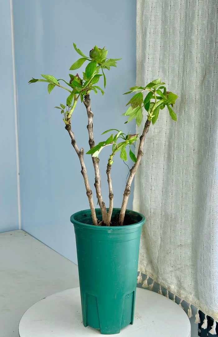 【鲁菏红3个花桃盆栽】牡丹芍药重瓣花束鲜切花百合玫瑰基地