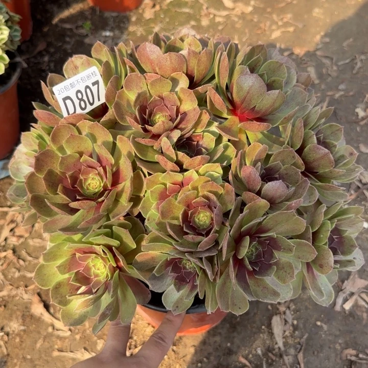 黑魔……多肉植物……
