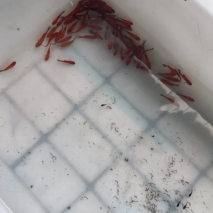 淡水不分公母2cm熊猫鱼（小）15条