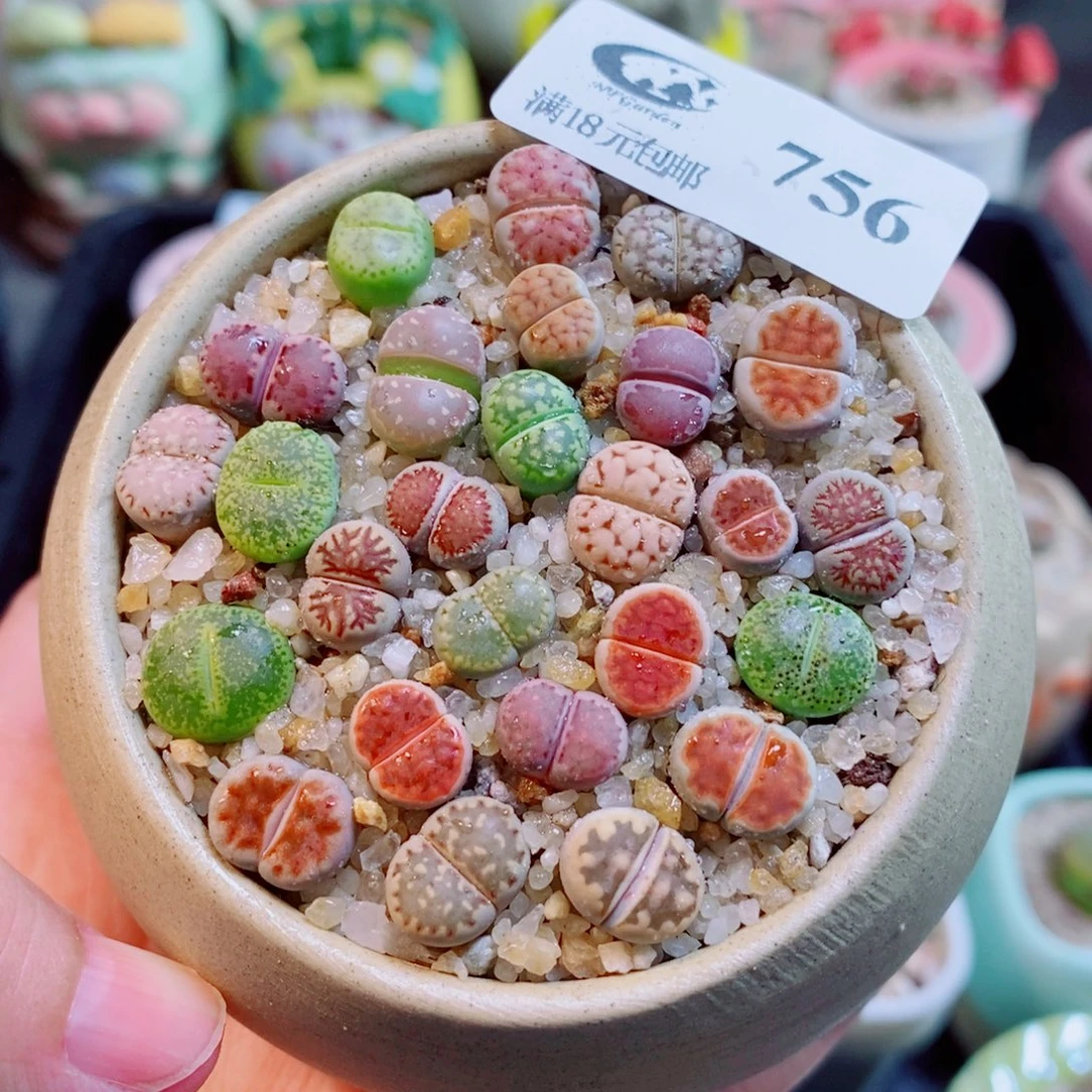 生石花花花花开了756
