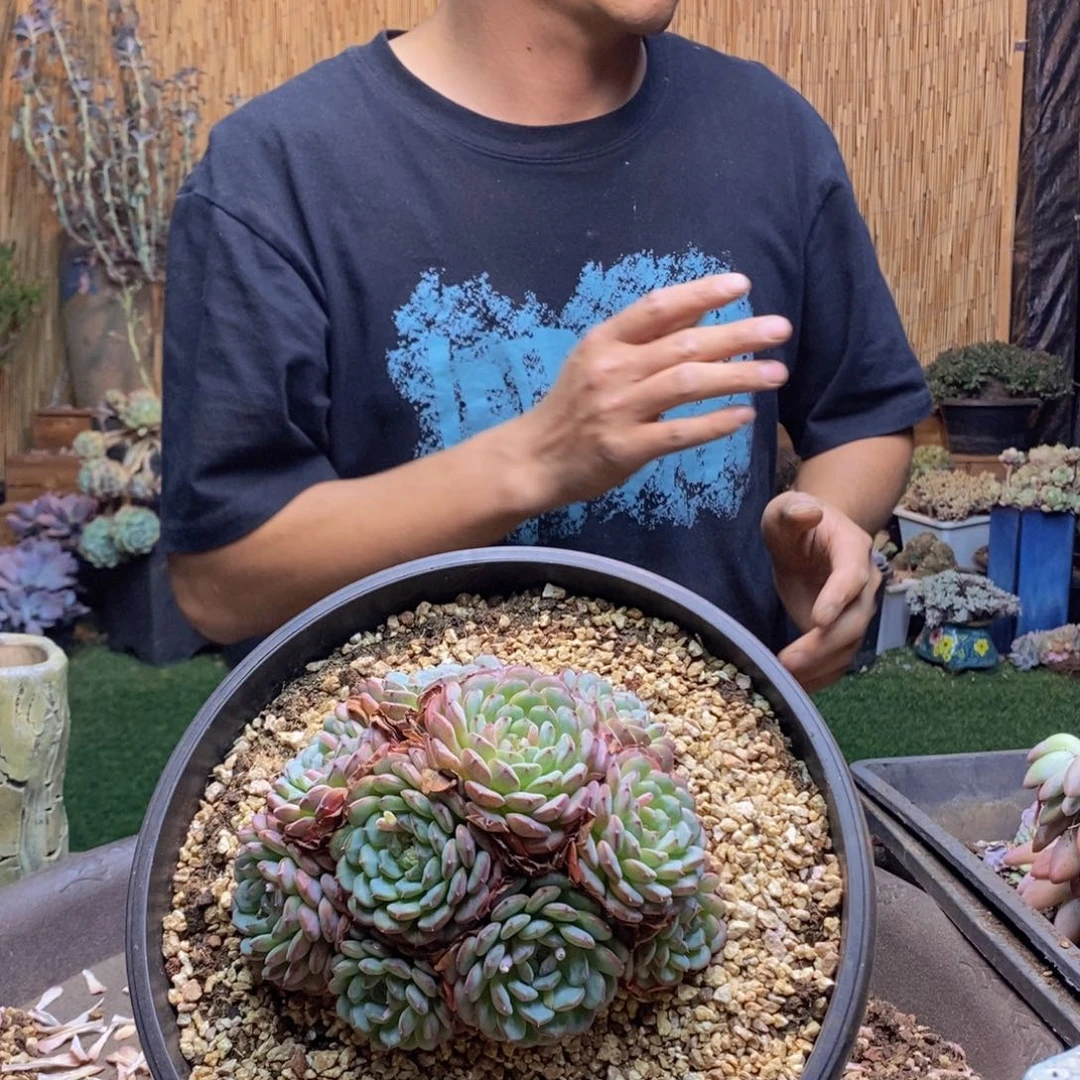 ✨*月694 号白胖子多肉