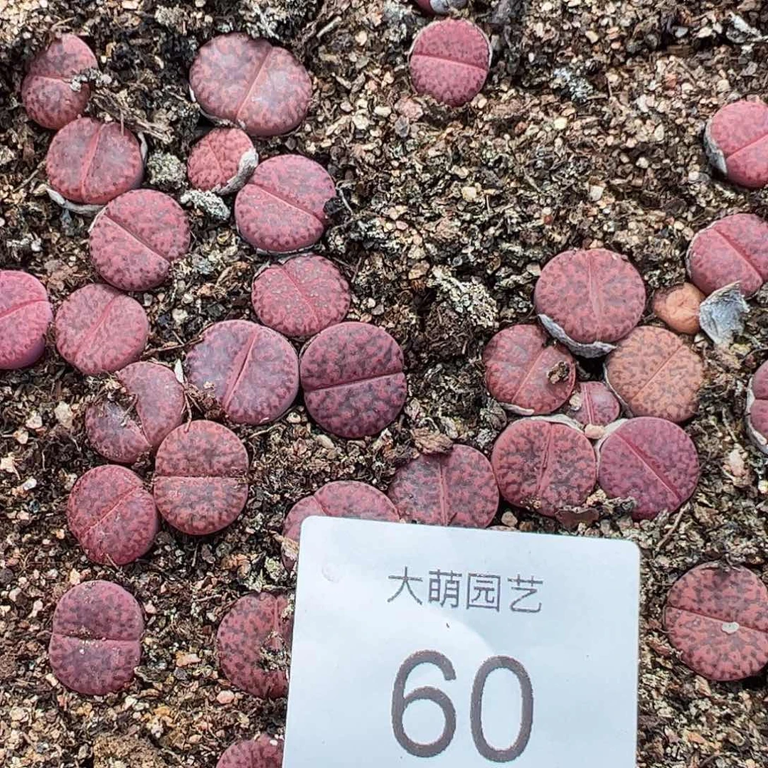 000060量拍紫石榴(紫柘榴)3颗