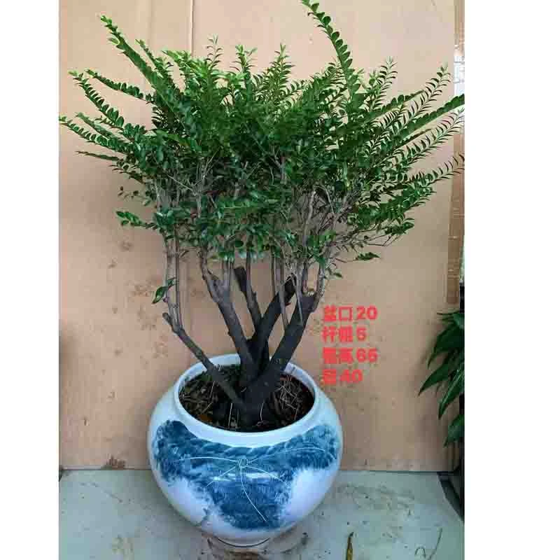 小叶紫檀黑檀黑古茶造型盆景室内阳台四季常青绿植