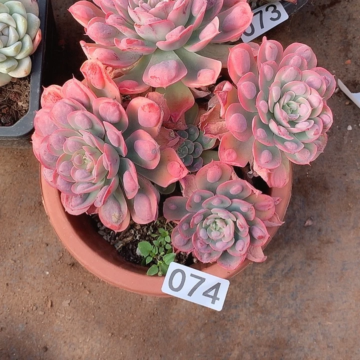 074雨滴 一物一拍多肉