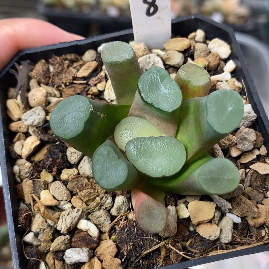 小***铛8夜光杯万象一物一拍