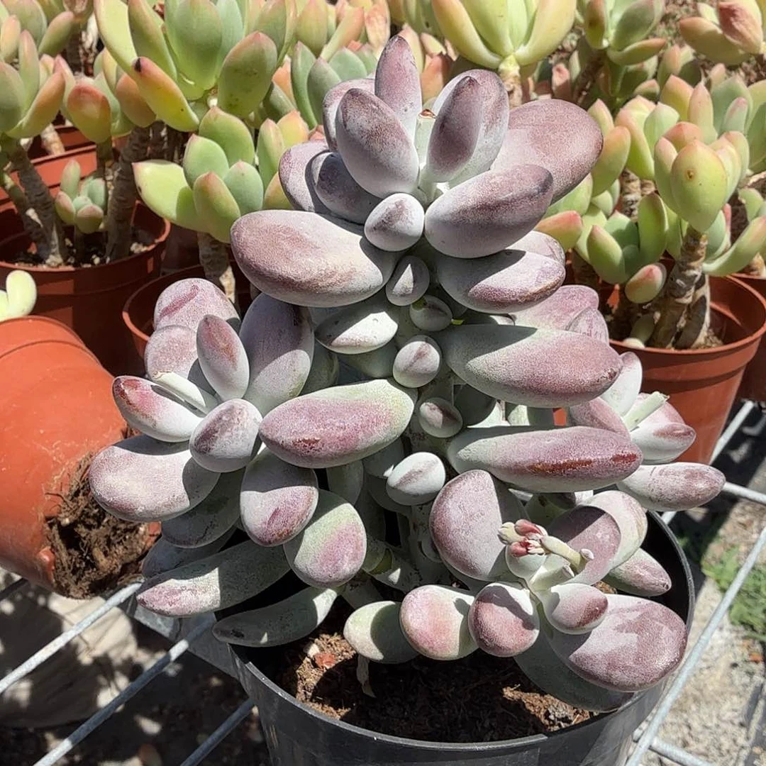 乒乓度娘多肉植物