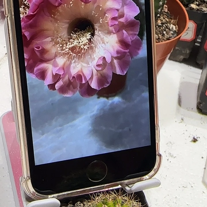 彩草小桃红带根三公分左右