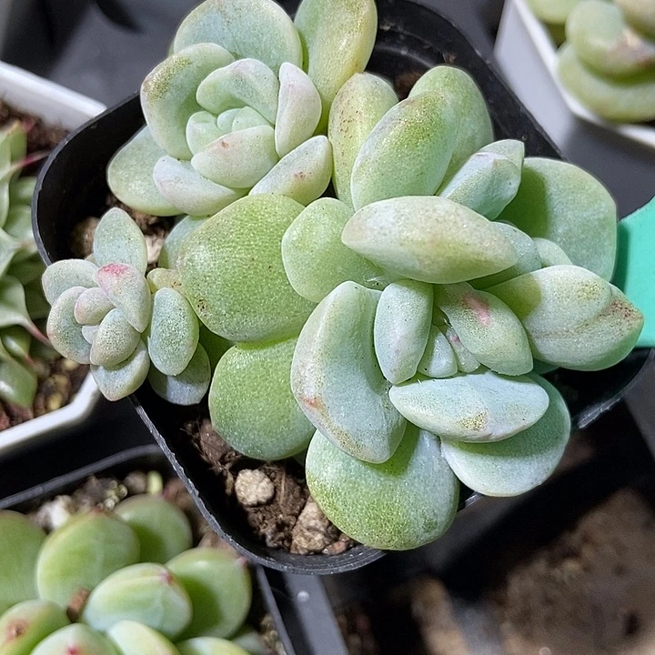 多肉植物冰玉石化群1877