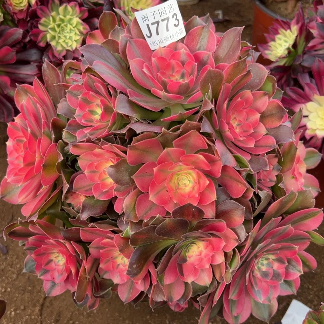 773香妃尺寸30左右