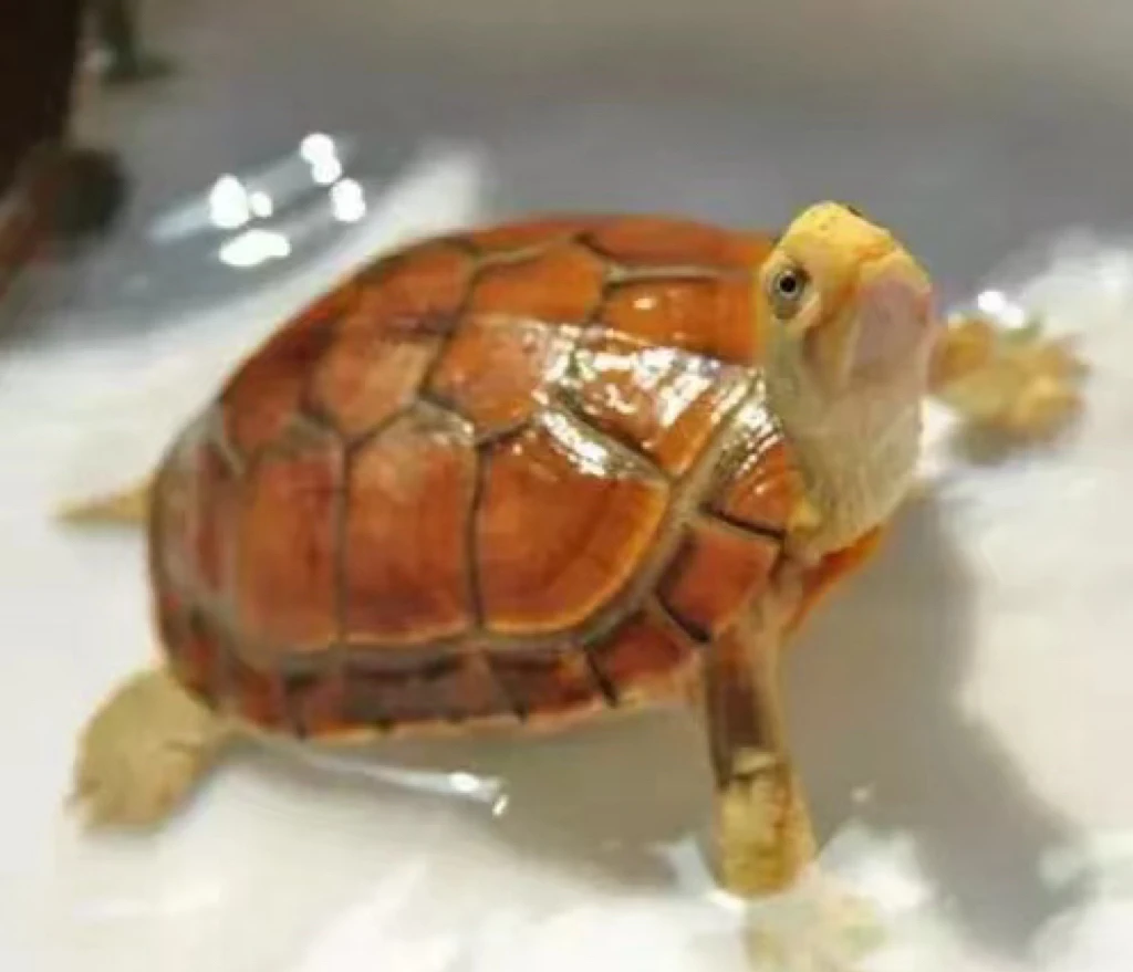 人工繁殖宠物龟微笑脸龟直播间链接