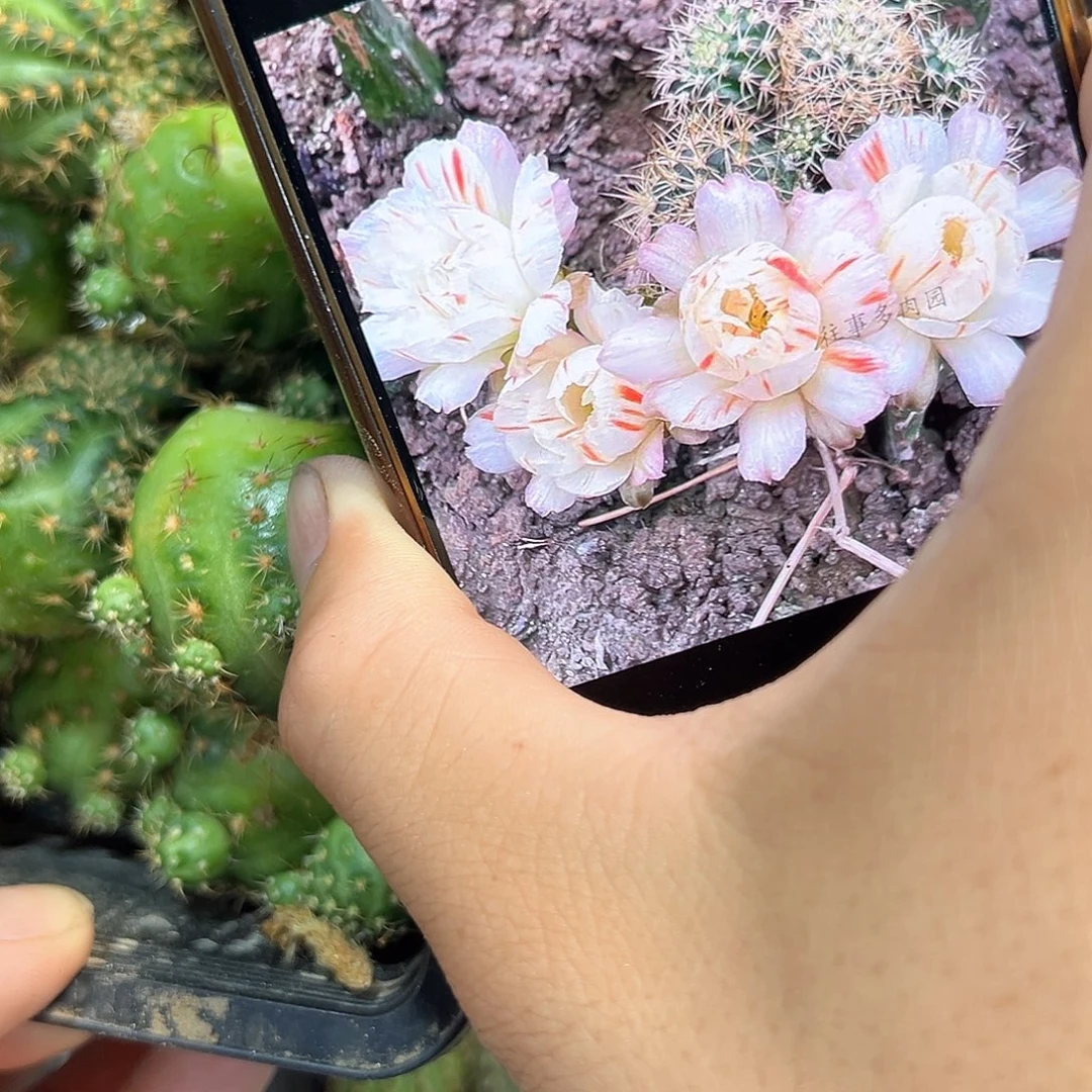 圆瓣白拉丝丽花属侧芽一颗
