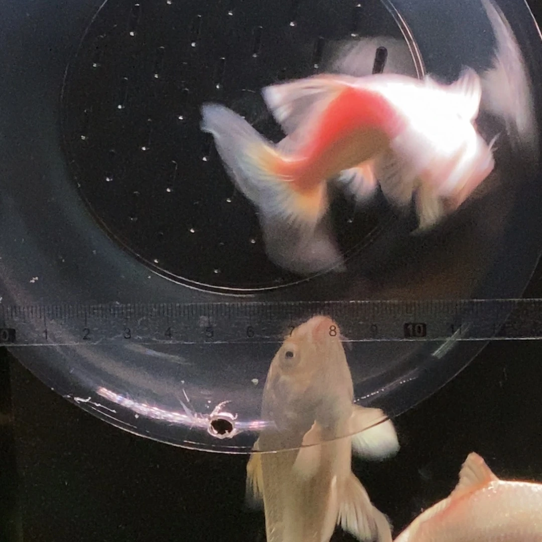 蒋***成蝴蝶鲤白蝴蝶鲤小苗子9公分左右