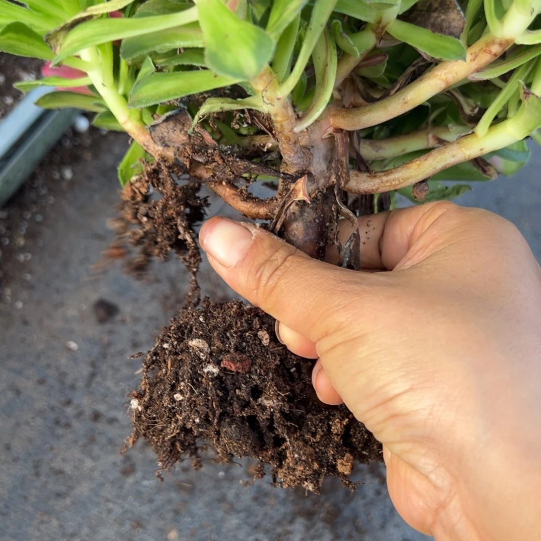 271知否多肉植物一