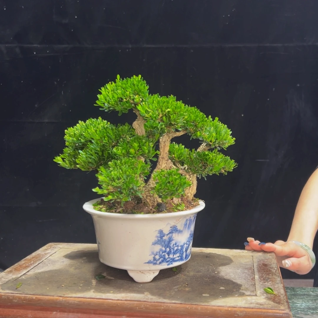 九***牧无花朵广东黄杨四季常青