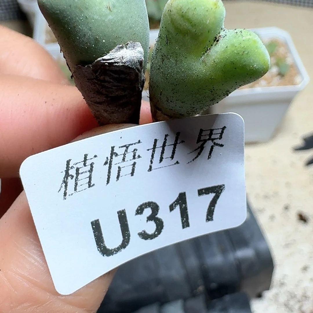 317h号多肉植物哇d c