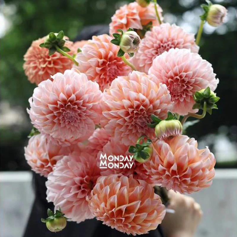 现货【绒球系列】超级奶油桃子荷兰进口大丽花种球