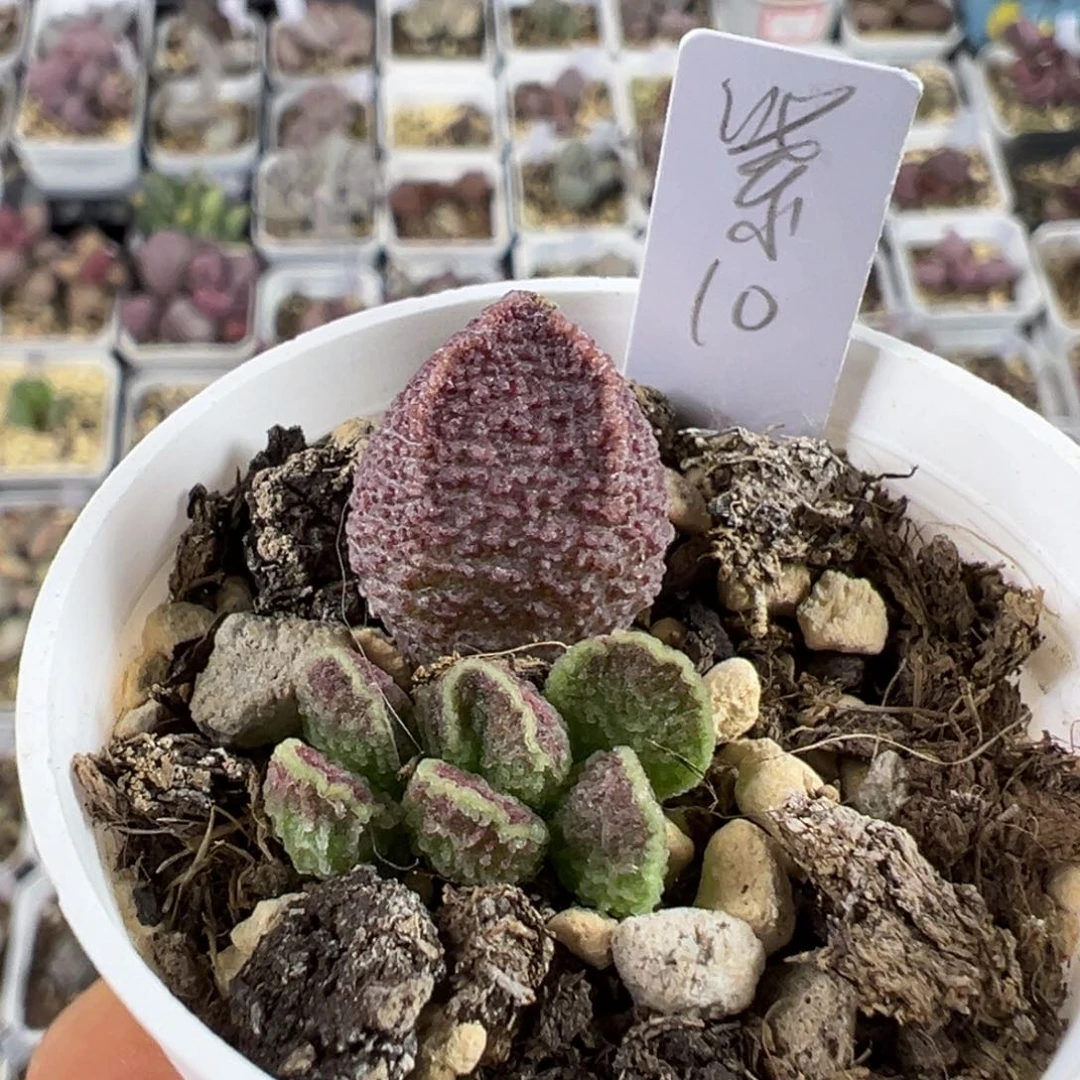 紫水晶多肉植物水泡