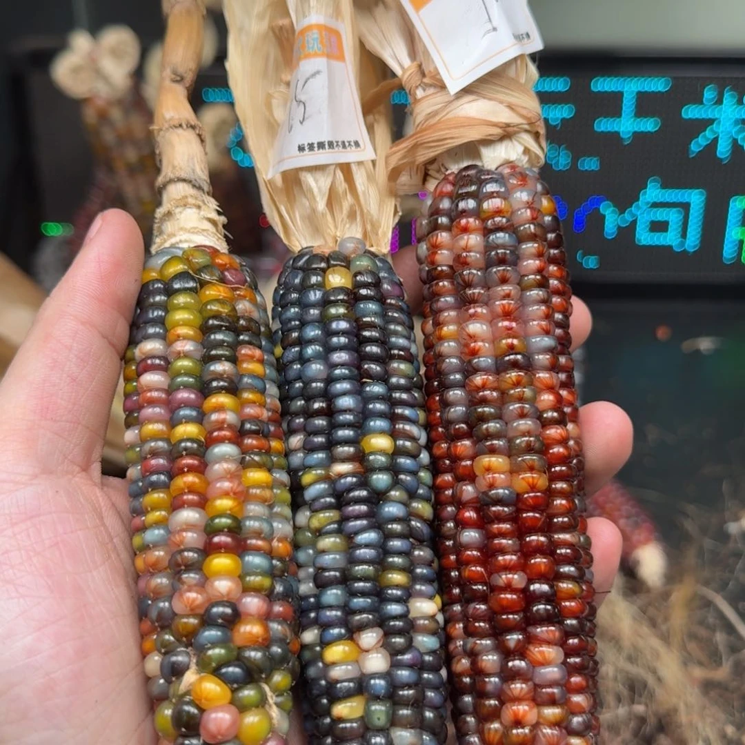 柏香籽/百香籽吊坠米*