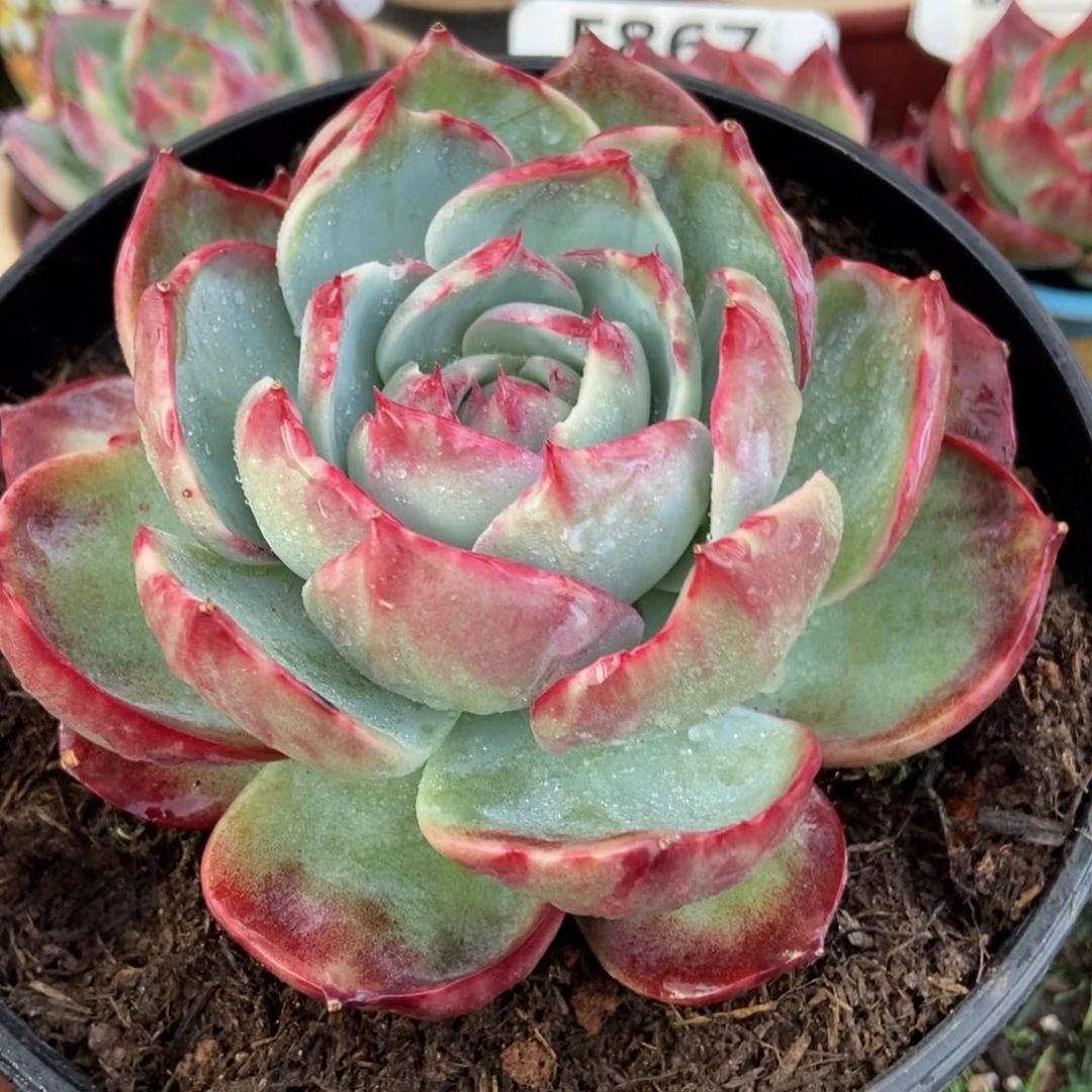 惊鸿一瞥191号多肉植物