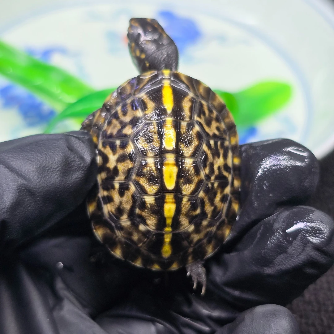 F58-6【顺丰包邮】一龟一卡人工合法养殖全品佛箱苗宠物观赏乌龟