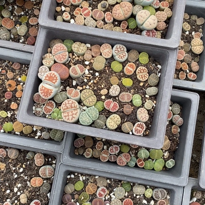 小***滴生石花等植物的生长338